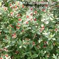 Feijoa sellowiana